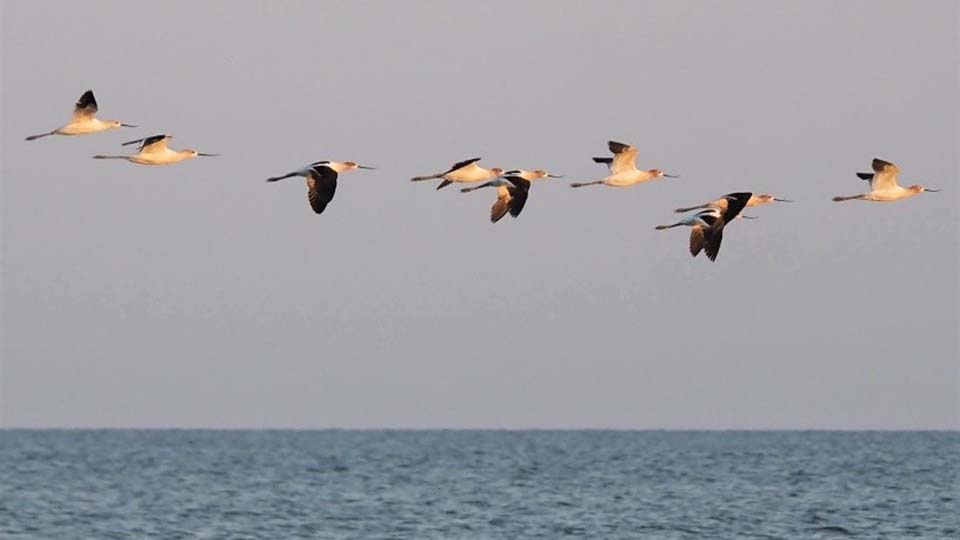 „American Avocets“ skraido prie Headlands paplūdimio