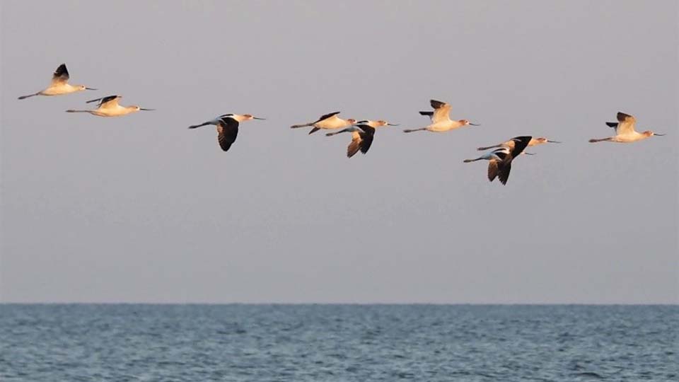 American Avocets fly by Headlands Beach