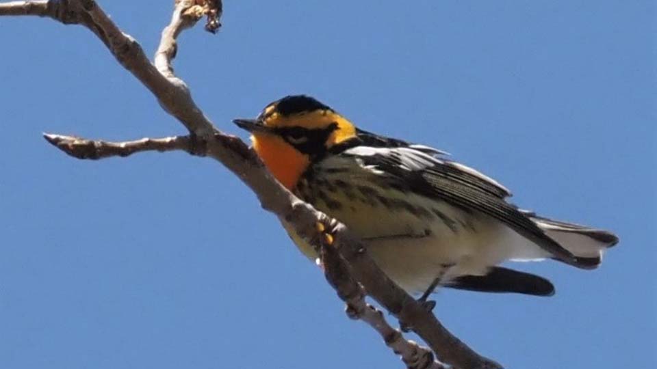 Blackburnian Warbler at Headlands Dunes