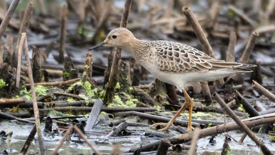 Buff-breasted Sandpiper in the Mentor Marsh