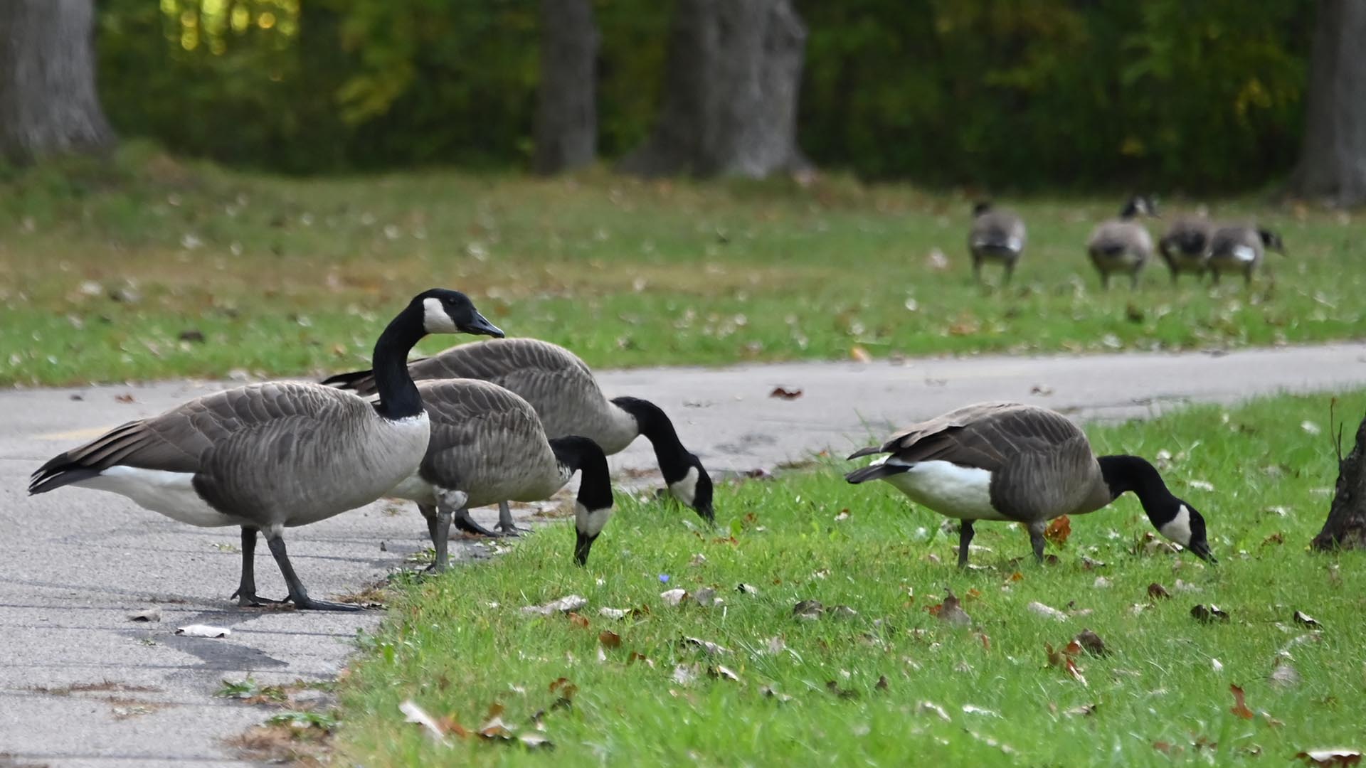 Canada Geese Along Munson Road in Mentor, Ohio