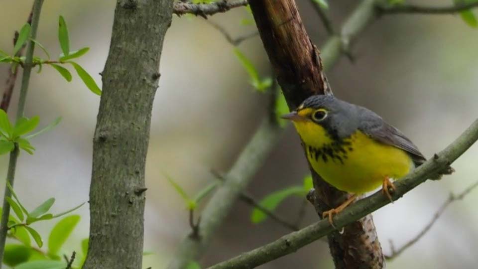 Canada Warbler at Mentor Lagoons Nature Preserve