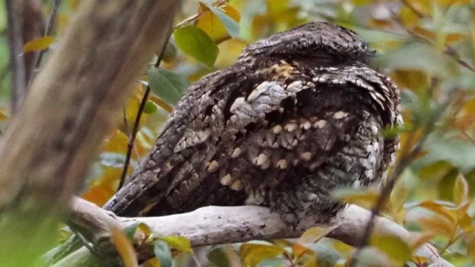 Eastern Whip-poor-will at Headlands Dunes