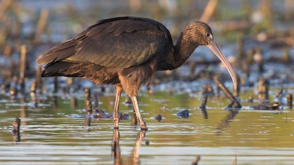 Juvenile Plegadis Ibis species in the Mentor Marsh