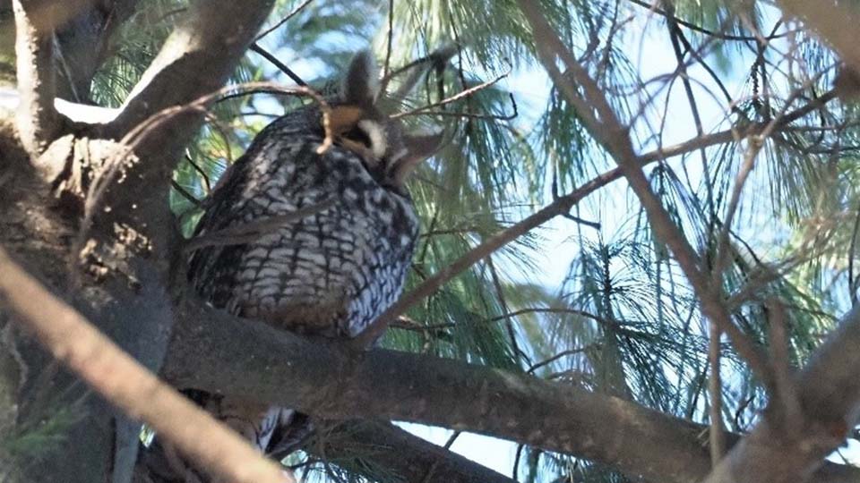 Long-eared Owl at the Kerven Trail
