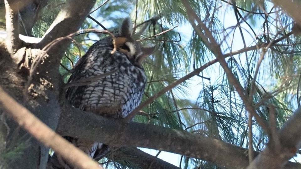 Long-eared Owl at Kerven Trail