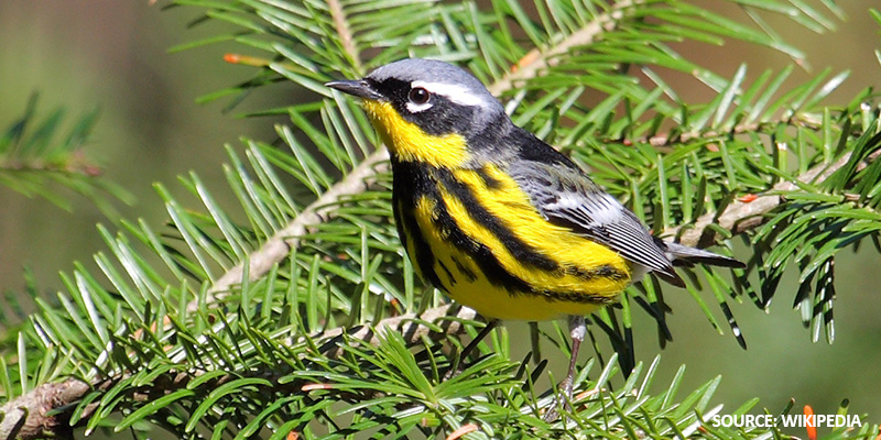 Magnolia Warbler