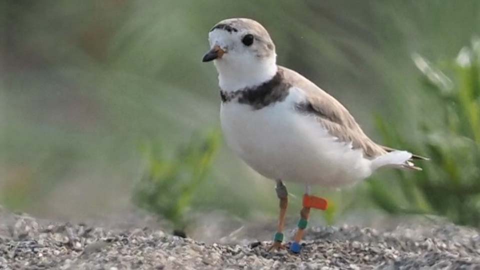 Piping Plover on Headlands Beach