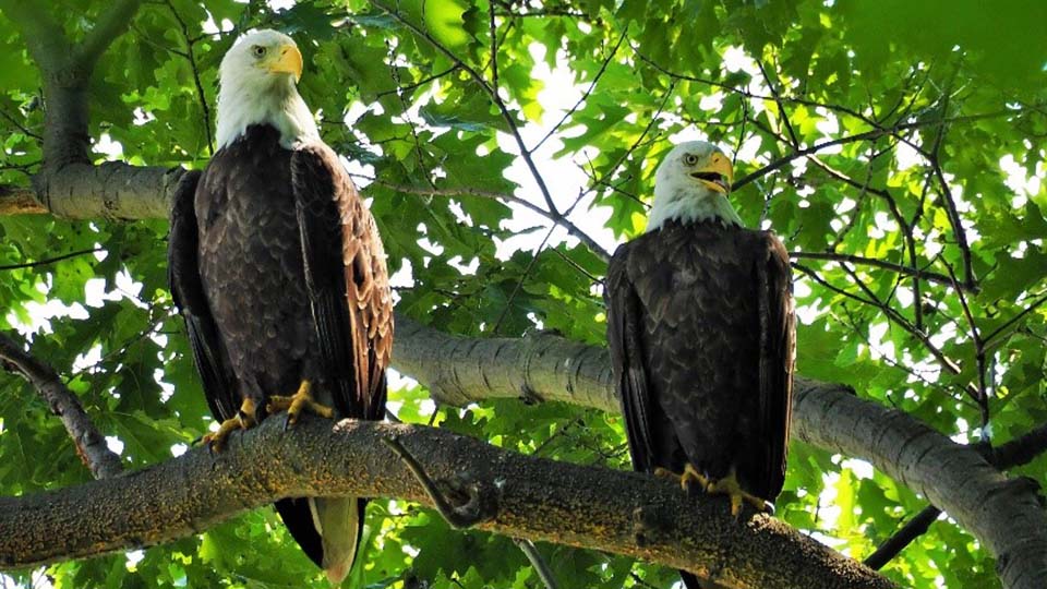 The Mentor Marsh Bald Eagles on the Zimmerman Trail