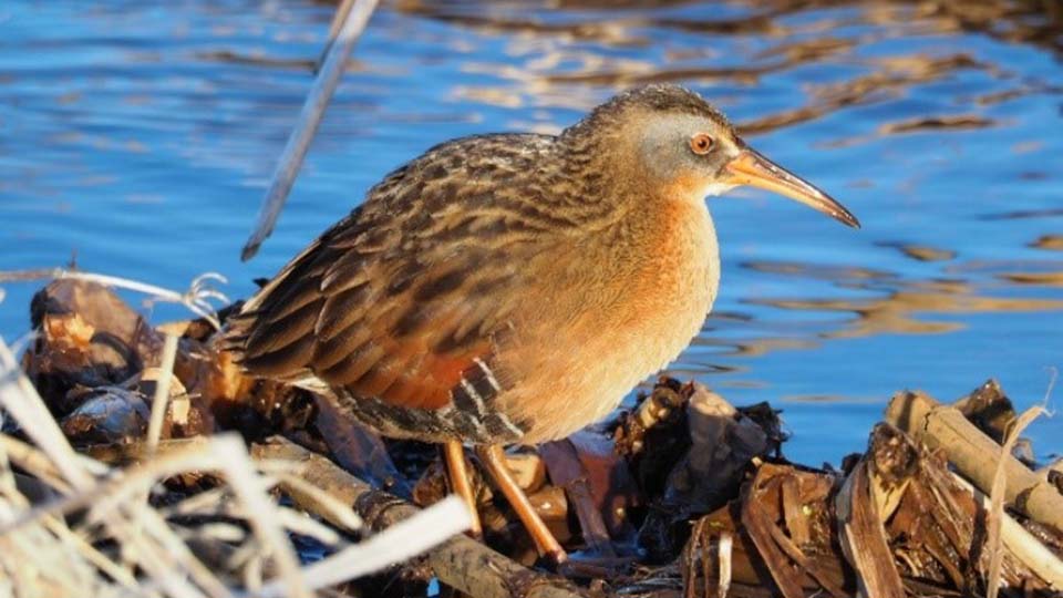 Virginia Rail at Wake Robin Trail