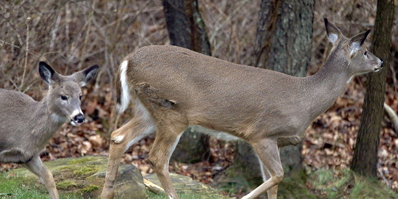 Deer Harvest Report Form City Of Mentor Ohio